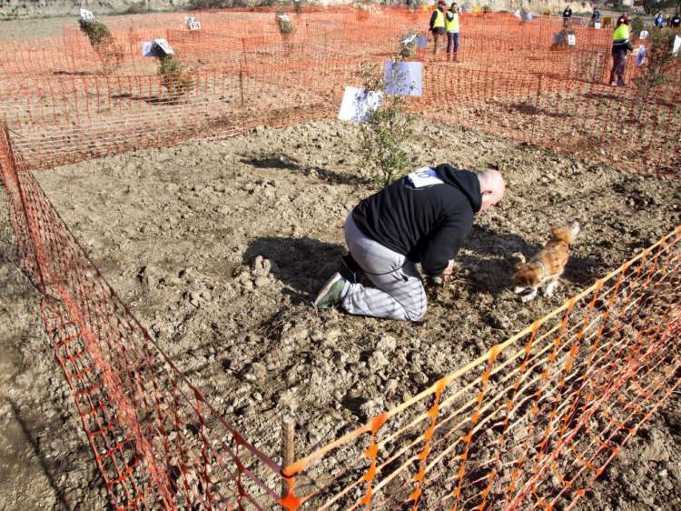 Perros truferos. Perros truferos.