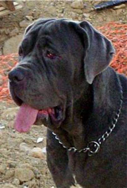 Mastín Napolitano. Mastin Napolitano Old Style y Mastin Napolitano de Belleza o Exposición