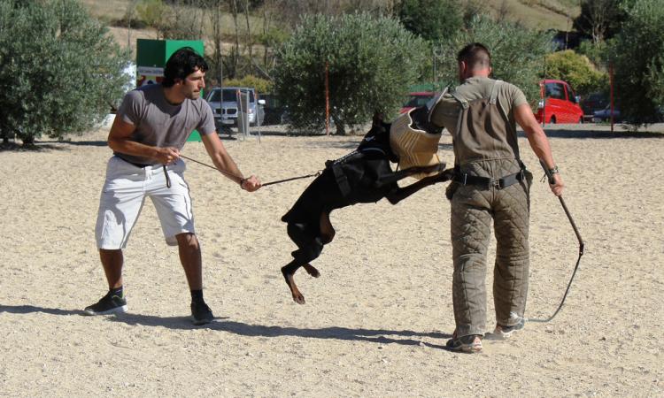 El programa de las fiestas de San Andrés incluirá un espectáculo de obediencia y defensa canina.