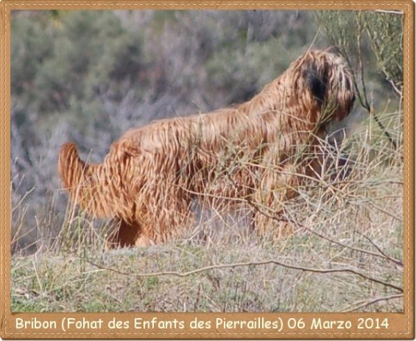 LOS LAURELES Pastor de Brie - Pastor de Brie. Bribon (Fohat des Enfants des Puerrailles) 06 Marzo 2014