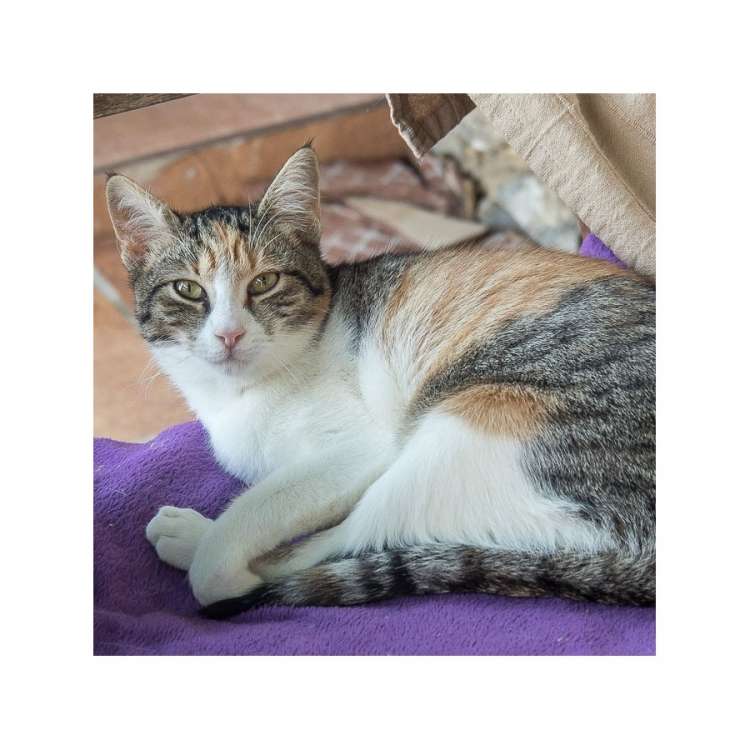 LLIGA PER A LA PROTECCIÓ D´ANIMALS I PLANTES DE BARCELONA - Gato mestizo. Julie.