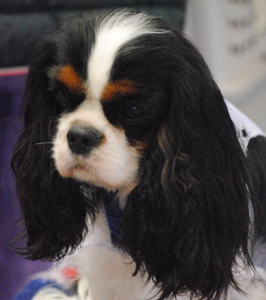 Cavalier King Charles Spaniel. Multi Ch esp port gibral francia Gone with the wind of Sevijeans