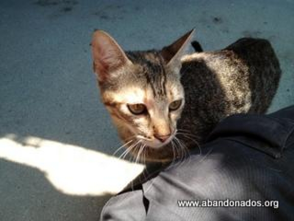 Comun Europeo. Helen