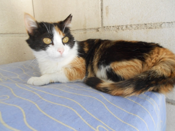 Tricolor.  Gato en adopcion que busca casa. Tricolor.  Gato en adopcion que busca casa.