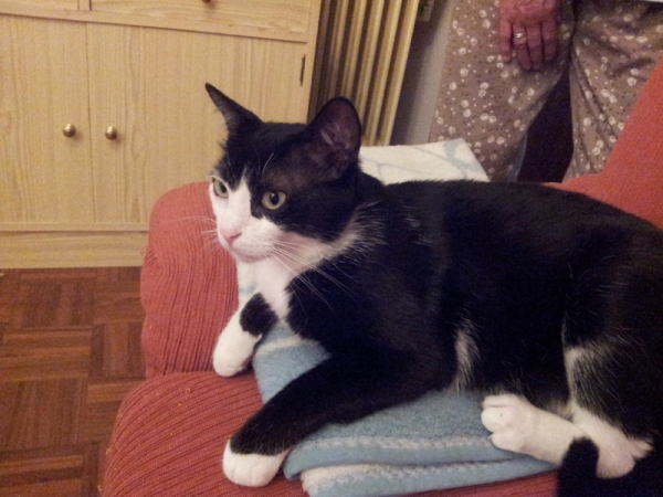 Lion.  Gato en adopcion que busca casa.