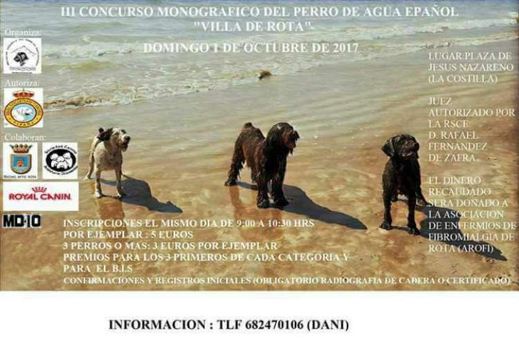 ASOCIACIÓN ESPAÑOLA DEL PERRO DE AGUA ESPAÑOL - Perro de Agua Español. Belleza. III CONCURSO MONOGRÁFICO DEL PERRO DE AGUA ESPAÑOL (Cádiz   España)