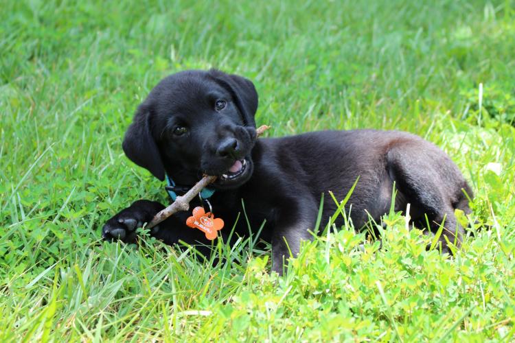 Cachorro de Labrador Retriever color negro mordiendo un palo