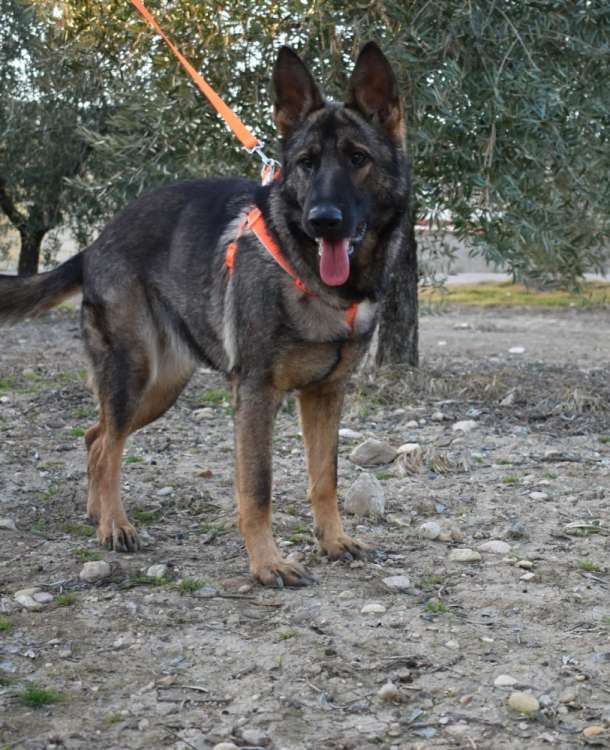 Lobita. Perro en adopcion que busca casa.