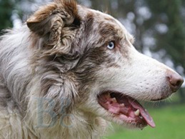 Border Collie. Vercors. Foto gentileza de Virginie