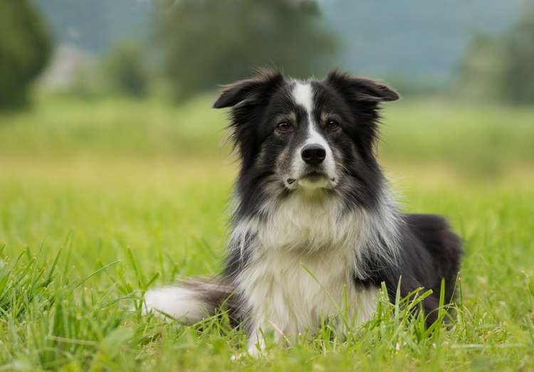 PETSmania - Border Collie.