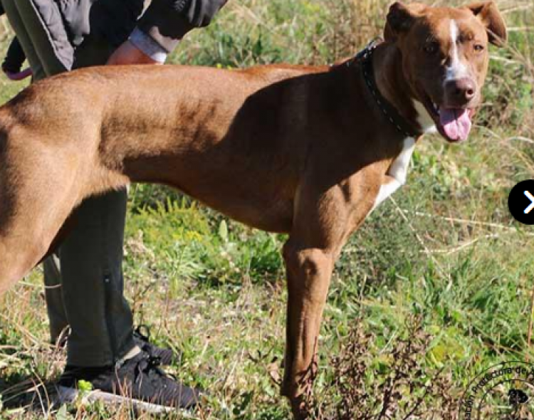 Perro mestizo. Sira.