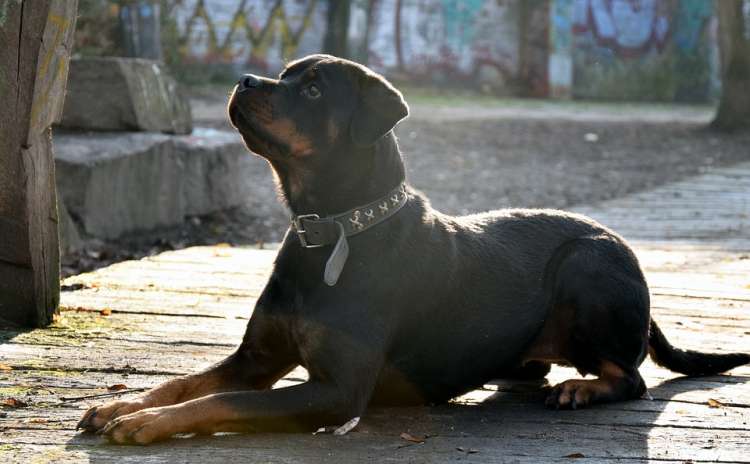 Rottweiler sentado