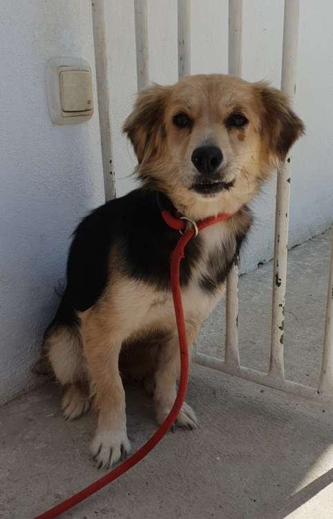 Sociedad Protectora de Animales y Plantas de Granada - Agnes.