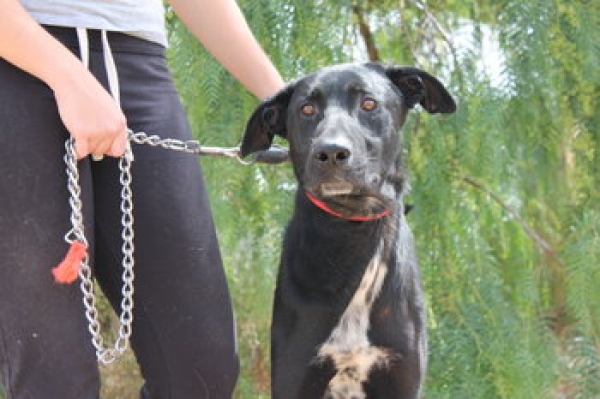 SEBASTIAN.  Perro en adopcion que busca casa. SEBASTIAN.  Perro en adopcion que busca casa.