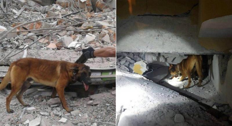 Los perros de rescate del terremoto de Ecuador necesitan protección para sus patas.