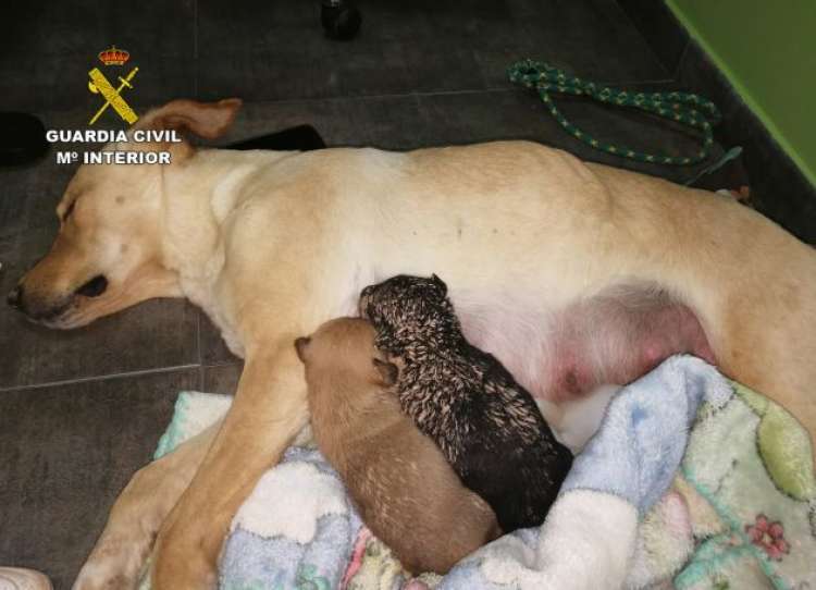 una perra de raza labrador tuvo una camada con nueve cachorros y los cuidaba en el interior de un agujero o madriguera excavado en el suelo.