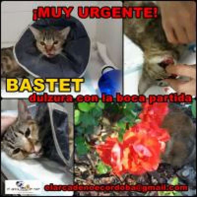 Gato mestizo. Bastet. Gato mestizo. Bastet.