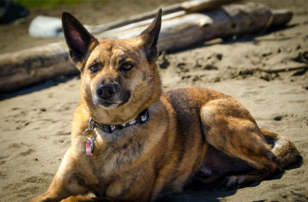 PETSmania - Perro de Taiwan. Jonathan Leung