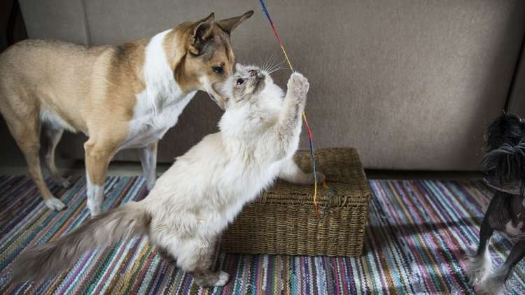 Perro y gato Perro y gato