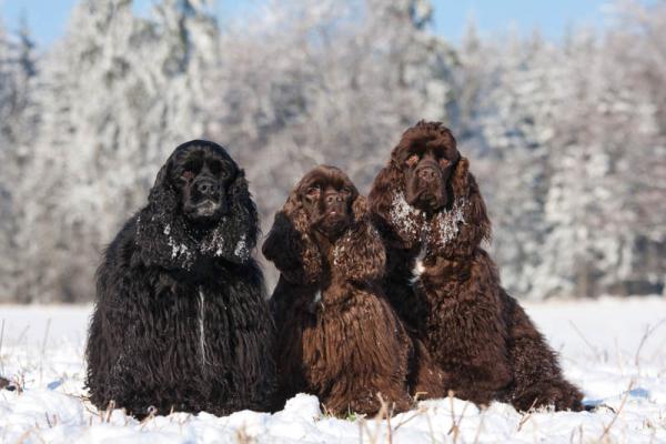 Perro de Agua Americano.  Perro de Agua Americano.
