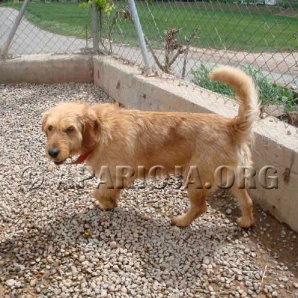 YUN.  Perro en adopcion que busca casa.