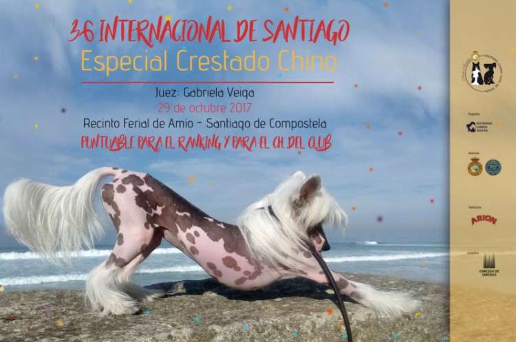 Sociedad Canina Gallega - Perro Crestado Chino. Belleza. 36 EXPOSICIÓN INTERNACIONAL   Especial crestado chino (A Coruña   España)