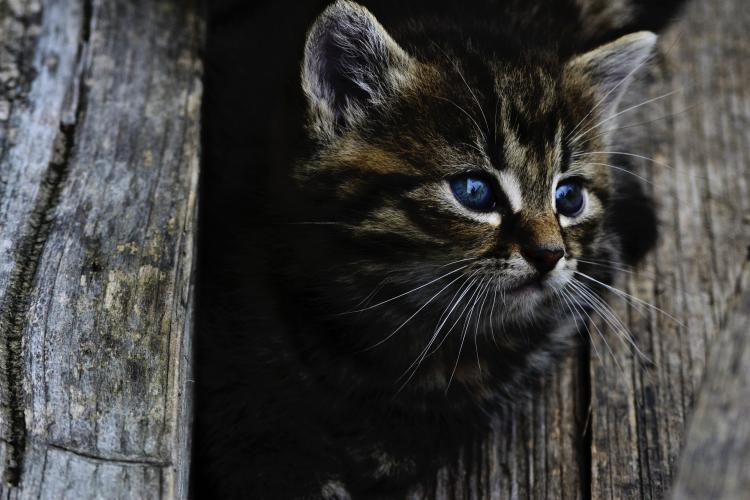 Pequeño gato en una valla de madera