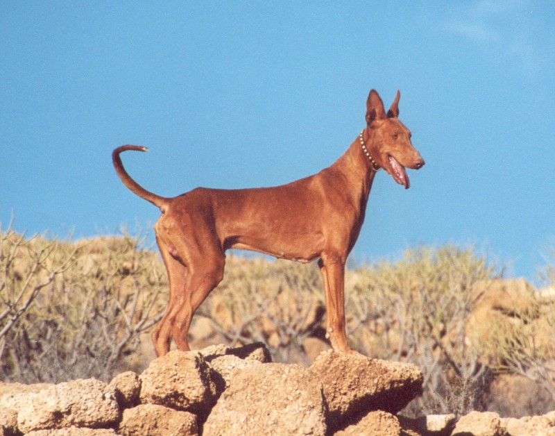 Podenco Canario. Podenco Canario.