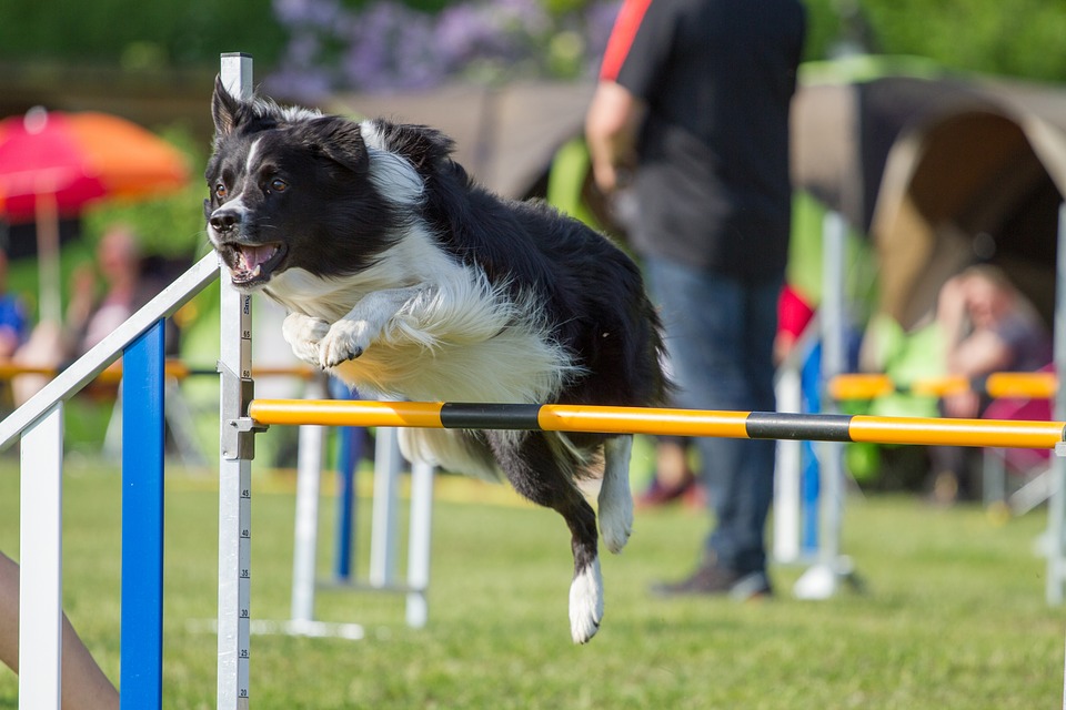PETSmania - Border Collie. Saltando en agility