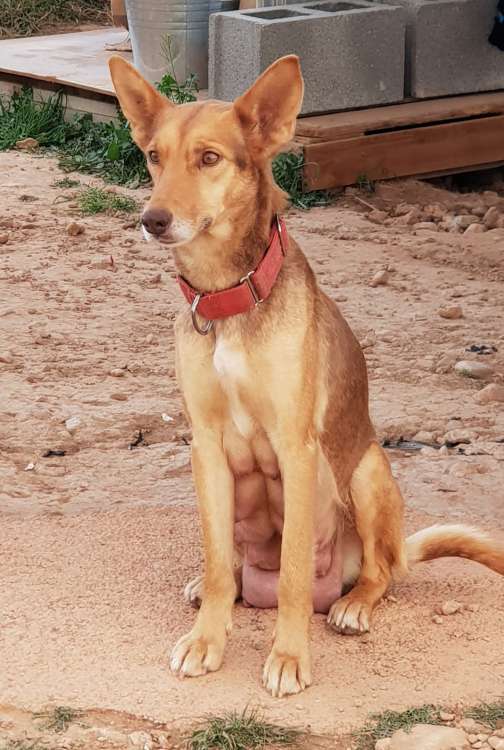 Podenco Andaluz. Brownie.