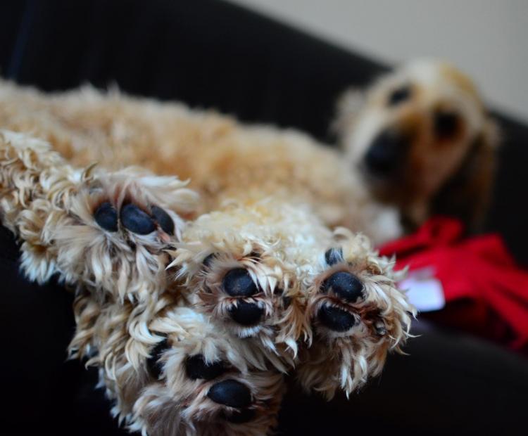 Como es la raza de perro Lebrel Afgano Detalles de las almohadillas del Lebrel Afgano (fotografía modificada) Autor  Francis Luong Como es la raza de perro Lebrel Afgano Detalles de las almohadillas del Lebrel Afgano (fotografía modificada) Autor  Francis Luong