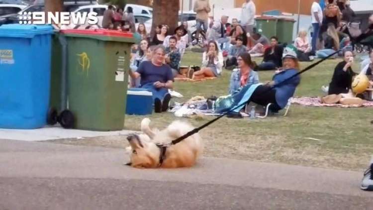 Perro se hace el muerto (Foto Facebook)