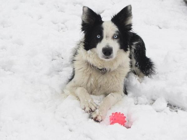 TARAWAY Border Collie - Border Collie. GALADRIEL DE TARAWAY (GALA)