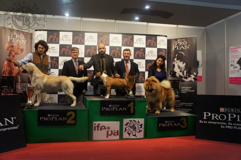 Resultados de la XXXII Exposición Nacional Canina de la Región de Murcia.