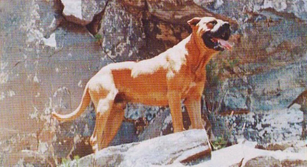 Dogo Canario. Firpo  Firpo, 1976 Ejemplar procedente de Gran Canaria, vigilante en su atalaya.