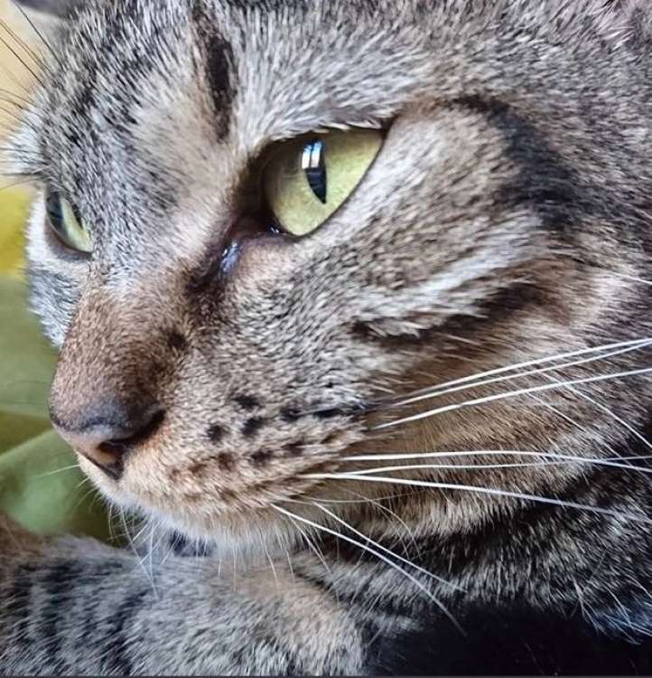 Andrea. Gato en adopcion que busca casa.