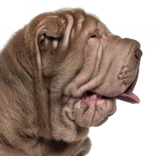 Shar Pei. 