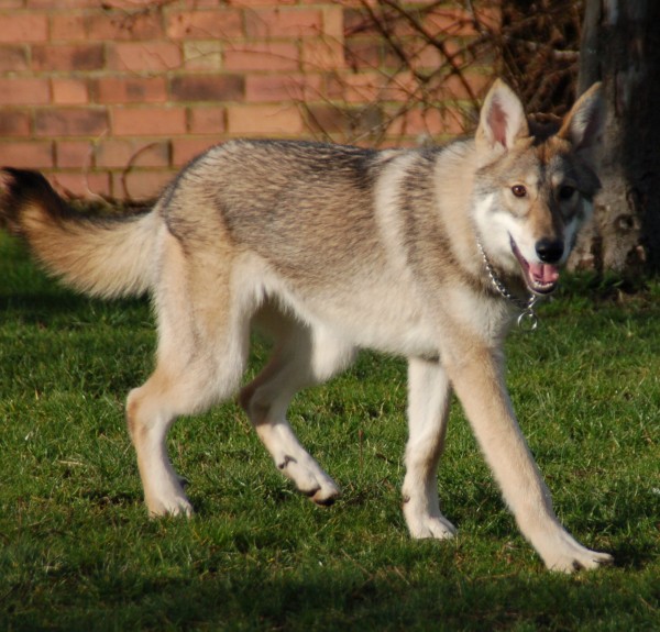 VOM MUNSTERLAND - Tamaskan. Kirsten Dieks