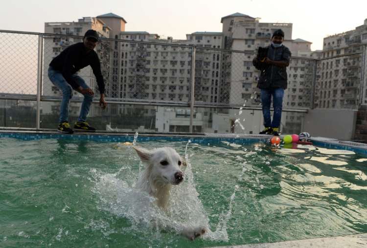 Un perro en la piscina del lujoso hotel para perros Critterati. (Foto  AFP)