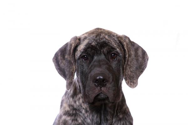 Mastiff. 
