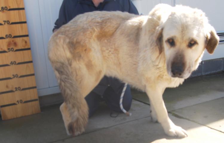 Mastín Napolitano. Balu.