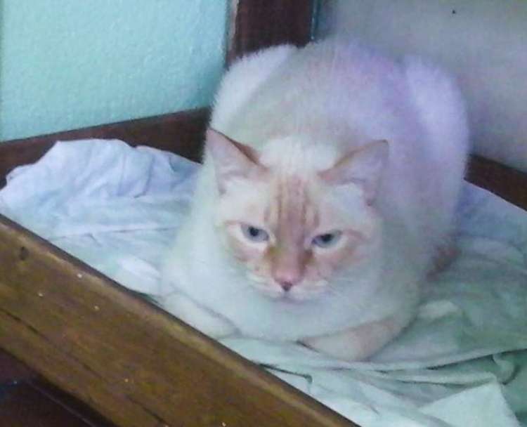 Gato mestizo. Copito. Gato en adopcion que busca casa.