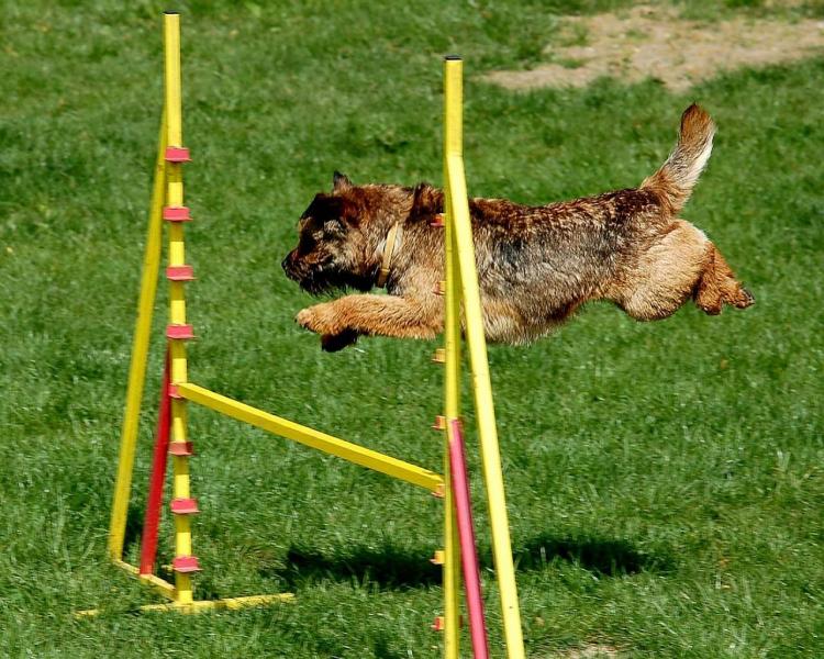 Historia y normativa del Agility Border Terrier saltando valla