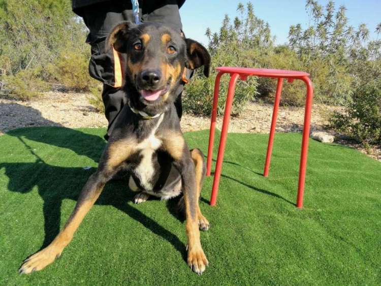Asociación Protectora de la Naturaleza LA CANDELA - Larga.