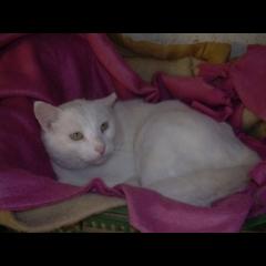 Nube.  Gato en adopcion que busca casa.