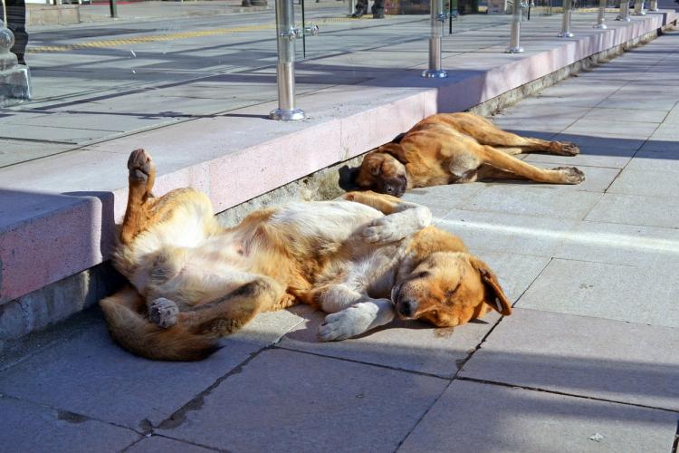 Perros tomando el sol