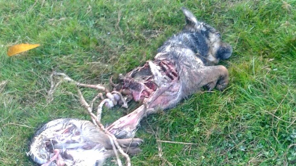Perro atacado por lobos en Galicia