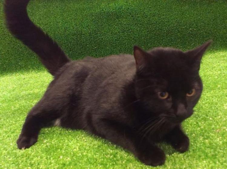 Gato mestizo. Gata Negra.