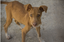 Perro mestizo. Paola.