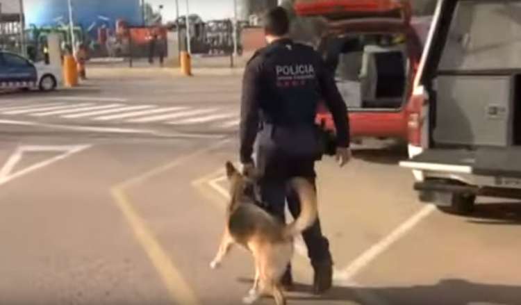 PETSmania - Perro policia de búsqueda